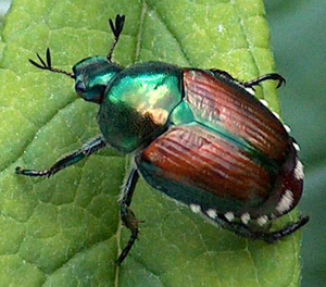 Small_beetle-japanese-beetle-popillia-japonica-mo-06
