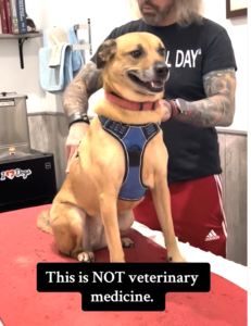 ArFit Dog Rehab and Fitness