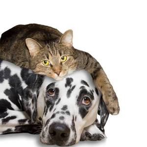 Follow Your Nose Pets | 2016 Central Street