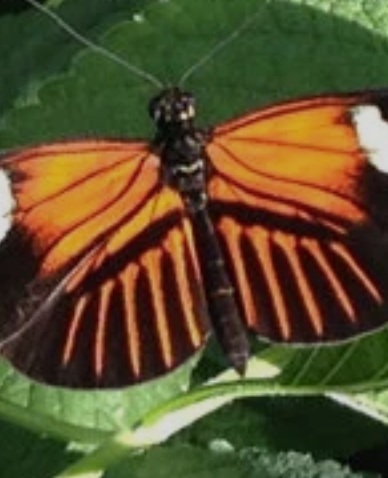 Heart of Transformation