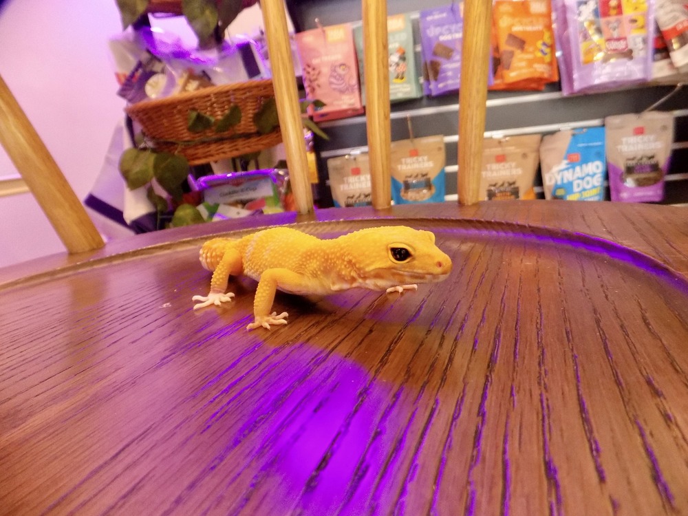 Evanston Pet Center - 